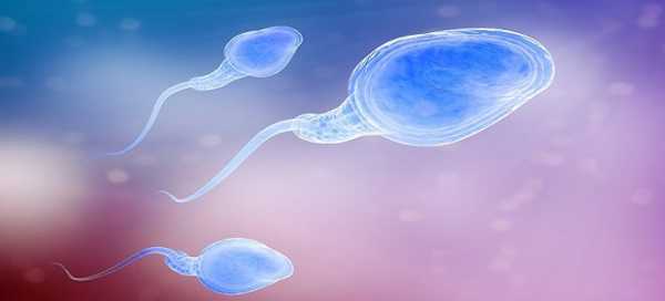 От чего много спермы – Почему у кого-то выделяется много спермы?