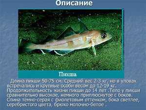 Пикшир это – Ещкере – что значит это слово? Откуда оно пошло, для чего и где применяется? Как вырос этот мем?