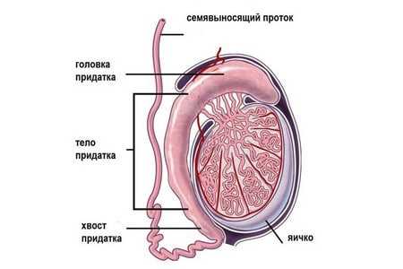 Почему девушка не беременеет – Почему девушка не может забеременеть 🚩 медицина гинекология почему я не могу забеременеть 🚩 Здоровье и медицина 🚩 Другое