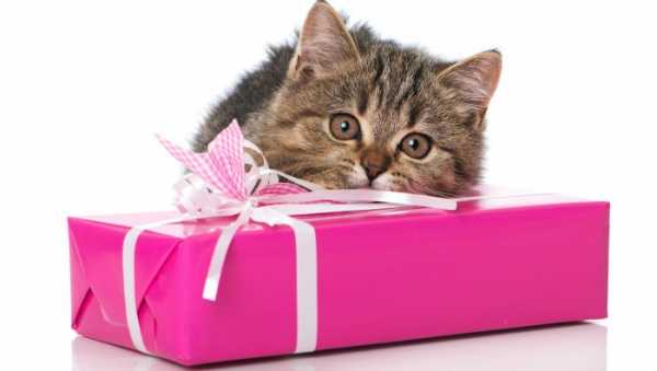 Подарок красивый девушке – Что подарить девушке на день рождения: ТОП-30 идей оригинальных подарков