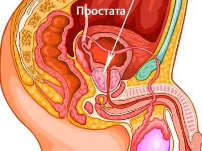 Предстательная железа простата – : , ,