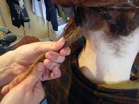 Прическа дреды – 40 фото с прическами на коротких и длинных волосах