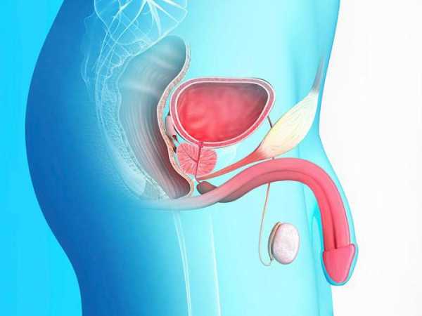 Простаты что это – Что такое простата у мужчин и как она проявляется