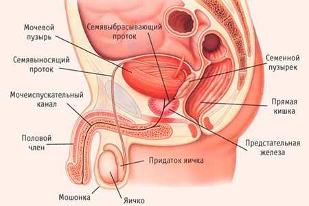 Простаты что это – Что такое простата у мужчин и как она проявляется