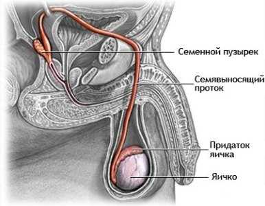 Размер мужских яичек норма фото – Размер яичек у мужчин норма патология размер причины устройство органа