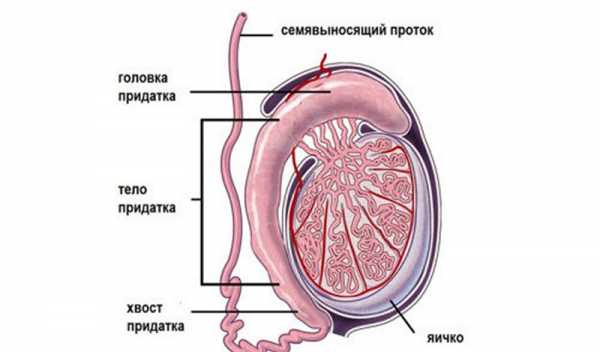 Размер мужских яичек норма фото – Размер яичек у мужчин норма патология размер причины устройство органа