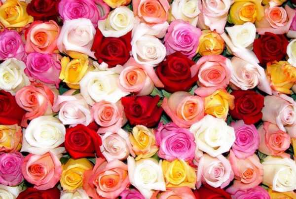 Сколько нужно дарить цветов девушке – Сколько цветов нужно дарить девушке?