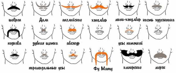 Виды усов – Разновидности усов: какие встречаются и как подобрать